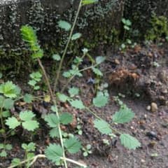 サラダバーネット　新芽　二株のサムネイル