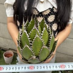 660 アガベ チタノタ “ホリダ Horrida” 強棘 激レア 特選大株 - メルカリ