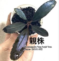 子株】Bucephalandra sp. 