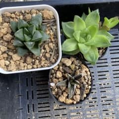 多肉植物　ハオルチア　抜き苗3株のサムネイル