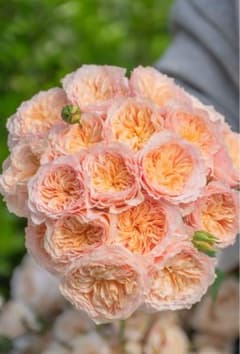 バラ苗 四季咲き 育てやすい挿し木苗 レア 海外種 入手困難 - メルカリ