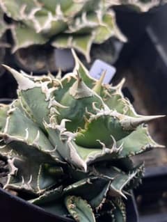 ivory w.a アイボリーivory wa ウィレム氏アガベチタノタ大白鯊 - メルカリ