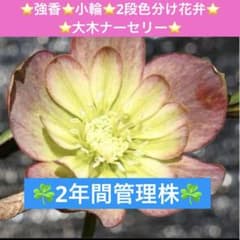 213☘️2年間管理株☘️⭐️強香⭐️小輪⭐️2段色分け花弁⭐️大木