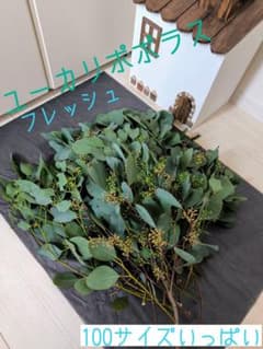 ユーカリ ポポラス 100サイズ 箱満タン フレッシュ 注文後2，3日以内