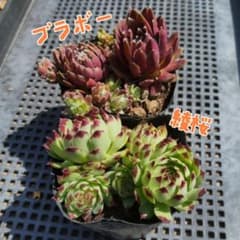 センペルビウム 2ポット分 セット　抜き苗のサムネイル