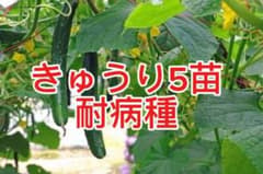 きゅうり 5苗 耐病種のサムネイル