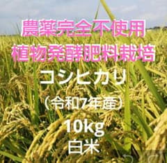 農薬完全不使用/植物発酵肥料 コシヒカリ 白米10kg（令和7年産）のサムネイル
