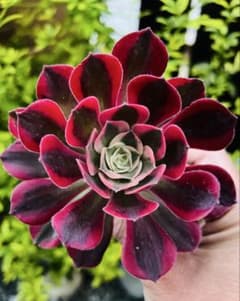22 #多肉植物アエオニウム錦❤️紅魔女❤️1頭21cm拔き苗 多肉植物 アエオニウム ピンク魔女法師錦 女妖 土付き 8センチ前後