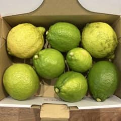 広島県産 瀬戸内レモン 農薬不使用 8個 1.39kg① - メルカリ