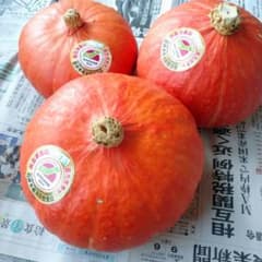 奥会津金山赤カボチャ合格品の中に入っていた種 5粒のサムネイル