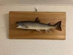 尺イワナ 剥製　35cmのサムネイル