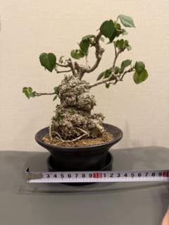 オオハマボウ 盆栽 塊根植物 - メルカリ
