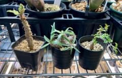 塊根植物3株セット デカリー バロニー パキポディウム グラキリス 塊根植物3株セット デカリー バロニー パキポディウム グラキリス