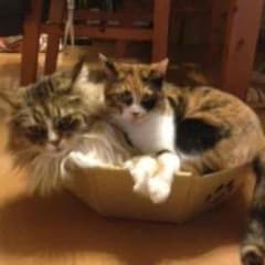 みっちー様専用！のサムネイル