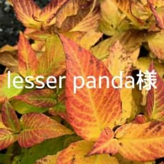 lesser panda様　専用のサムネイル