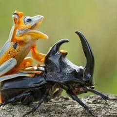 かい様専用のサムネイル