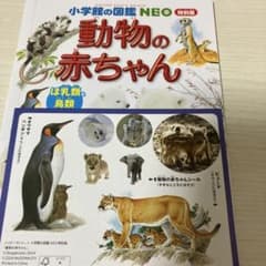 動物の赤ちゃん　小学間ネオ
