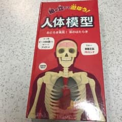 組み立てて遊ぼう! 人体模型のサムネイル