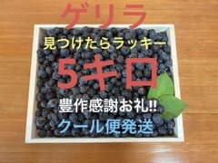 p*◎様 ゲリラ‼︎緊急開催‼︎5キロ 農薬不使用栽培 朝摘み生ブルーベリー ク ゲリラ‼︎緊急開催‼︎5キロ 農薬不使用栽培 朝摘み生ブルーベリー