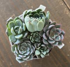 ミックスベリア 青札 おらいさん苗 カット苗セット 多肉植物 - メルカリ