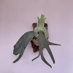 P.willinckii cv Zero （POP） - メルカリ