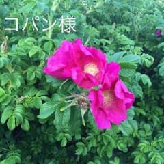 お値下げ！ベルリッチ オイルフリーファンデーション＆パウダーのサムネイル