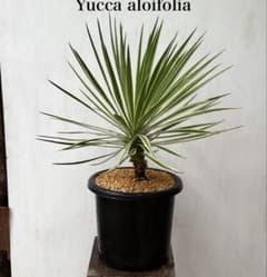 aloifolia 