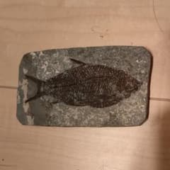 魚の化石のサムネイル