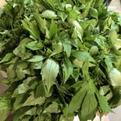 岩手県産早採りしどけ　山菜　１キロのサムネイル