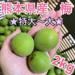 【安心の完全無農薬♪】熊本県産　梅　特大　大2キロ　【梅干し・梅酒にどうぞ】のサムネイル