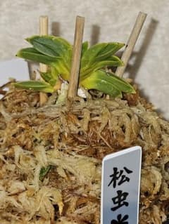 富貴蘭萌黄(鈴虫)松虫縞 富貴蘭萌黄(鈴虫)松虫縞 | Mercari