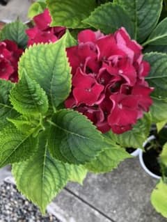 紫陽花♡カット苗　挿し木用♡２本のサムネイル