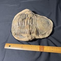 超希少種 シワハイルカ 頭骨 標本 海棲生物 いるか イルカ | Buyee