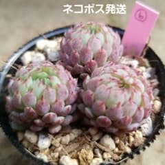 ⑥ ビンセントカトー　カット苗　⭕ネコポス発送のサムネイル