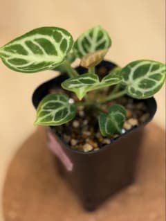アンスリウム ドラヤキ Anthurium ‘Dorayaki’ ①のサムネイル