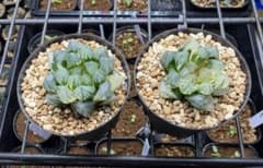 ハオルチア　オブツーサ　斑入りのサムネイル