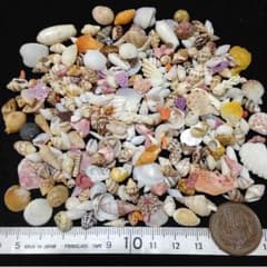 勇舞っ智母様専用☆SSサイズの可愛い貝殻☆60gと、星砂3袋と、貝殻シーサー②のサムネイル