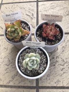 多肉植物まめすけ様専用のサムネイル