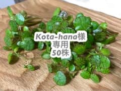 ドワーフアマゾンフロッグピット50株のサムネイル