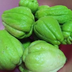 新鮮ハヤトウリ(３キロ)