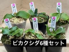 ビカクシダ 6 種セット 交配種 元気な株 匿名配送 表現を楽しむ - メルカリ