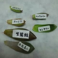 多肉植物 葉挿し プラス オマケのサムネイル