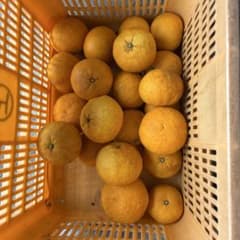 新鮮な甘夏　10Kgのサムネイル
