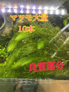 マツモ大量10本 良質部分のサムネイル