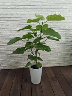 フィカス ウンベラータ 白鉢ごと発送 高さ86cm 人気観葉植物 美株のサムネイル