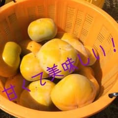 特盛り！！和歌山県産 刀根柿 50個入りのサムネイル