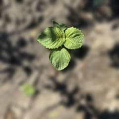 紫蘇 苗 　緑と紫　大葉　赤紫蘇　苗　合わせて五株 紫蘇 苗 緑と紫 大葉 赤紫蘇 苗 合わせて五株 赤しその
