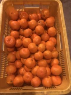 ははちゃん様海南市下津町産 宮川早生みかん 2S、3S混合　4.5キロ×10箱 宮川早生みかん 10kg(箱込) 大玉訳あり：愛知県産のみかん・柑橘類