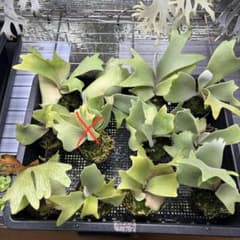 とげとげ様専用のサムネイル