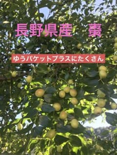 長野県産　生ナツメのサムネイル